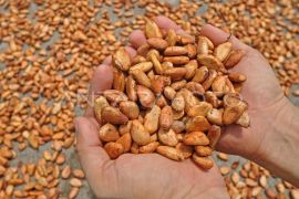 Kakao, dari biji ke martabat