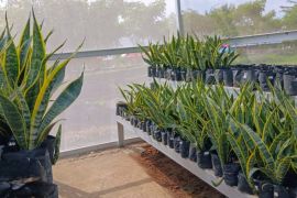 DLHP Magetan budi daya tanaman lidah mertua guna penyerap polutan TPA