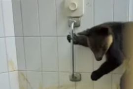 BKSDA Maluku gagalkan penyelundupan 114 satwa liar di Pelabuhan Ahmad Yani Ternate