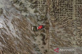 BPBD catat 200 hektare padi terendam, petani di Ciamis ambil langkah cepat panen lebih awal