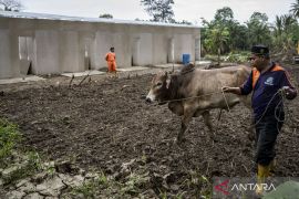Sapi bantuan presiden untuk 'meugang' jangkau pengungsi Langkahan