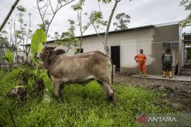 852 gampong di Aceh Utara dapat bantuan sapi meugang dari Presiden