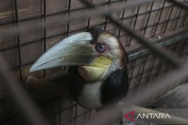 Penyelamatan burung julang emas hasil serahan warga