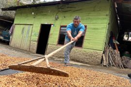 Dapat bantuan irigasi, petani kopi Aceh Tengah sebagian mulai berkebun