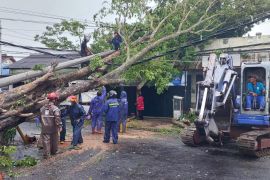 BPBD Bantul melibatkan relawan untuk penanganan rumah tertimpa pohon tumbang