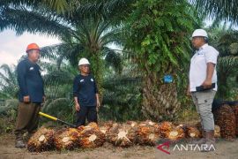 Strategi Inklusif PTPN IV Palmco, "Miniatur Indonesia" Perkuat Ketahanan Pangan Energi Nasional