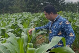 Dinas PMD Kalsel kembangkan kebun tanaman pangan di lahan kosong