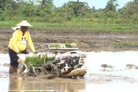 Pemkot Jayapura dukung program nasional di sektor pertanian