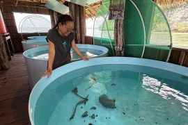 Perjalanan pulang hiu zebra ke Raja Ampat