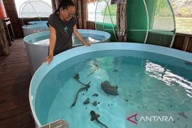 Perjalanan pulang hiu zebra ke Raja Ampat