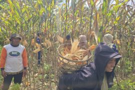 Didampingi DSLNG, petani Honbola kembali giat budidaya jagung