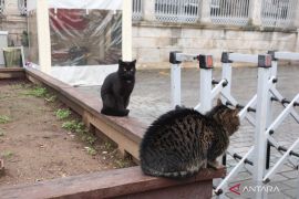 Selalu ada anabul di setiap jalanan Istanbul Turki