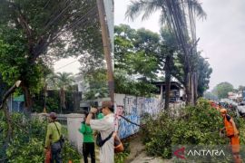 Pemkot Jaktim pangkas pohon yang rawan tumbang di Jalan Raya Bogor