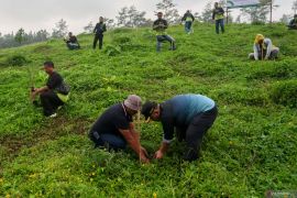 Penanaman 1447 pohon di Kaki Gunung Raung