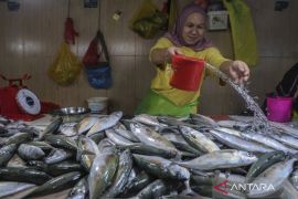 Bapanas tekankan peran protein ikan dalam diversifikasi pangan