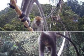 BAP: Strategi konservasi Agincourt Resources sudah memenuhi prinsip hierarki mitigasi