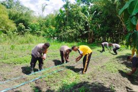 Polsek Sentani Timur tanam jagung wujud dukungan ketahanan pangan nasional