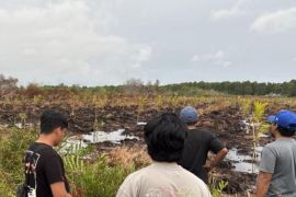 Polres Bengkalis tetapkan tersangka pembakar lahan 3 hektare untuk mengusir sarang tawon
