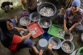 UMKM pengolahan ikan bilih di Malalo