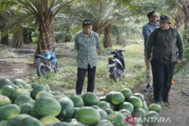 Bupati Bangka Tengah: Budi daya semangka di lahan sawit capai 80 ton