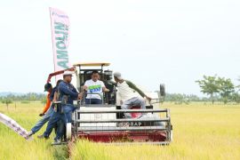 Pemkab Sidrap gelar panen raya padi gunakan alsintan modern