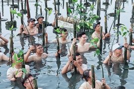 Tanam 200 pohon mangrove, Harris Lie: Jaga lingkungan lewat kontribusi nyata