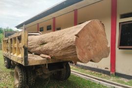 Jati usia puluhan tahun ditebang ilegal, BKSDA Sultra sita batang kayu diameter 87 cm