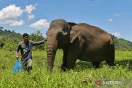 Indonesia, UK advance climate financing for elephants in Aceh