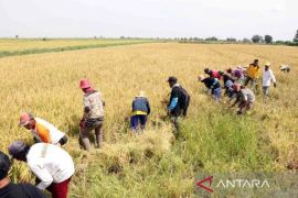 Kalsel prioritaskan rehabilitasi dan bangun lumbung ketahanan pangan