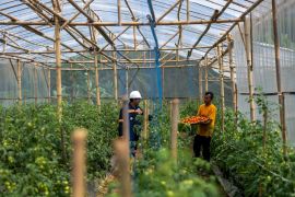 Antam kembangkan pertanian sirkular di Desa Kalongliud Bogor
