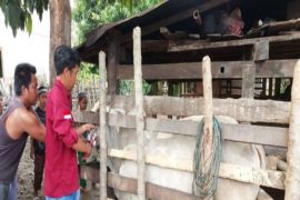 Pemkab-Parimo gencarkan vaksinasi ternak untuk kesehatan hewan