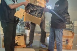 BKSDA Maluku amankan 35 individu tumbuhan Sanigi di Pelabuhan Ambon tanpa dokumen