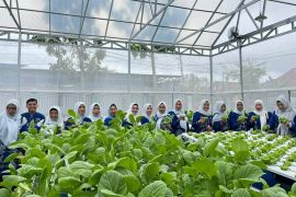 TP PKK HSS panen perdana kebun manfaatkan lahan pekarangan