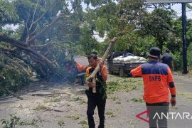 Pohon tumbang di Jalinsum OKU dievakuasi, arus lalu lintas kembali normal