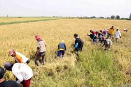 Kalsel prioritaskan rehabilitasi dan bangun lumbung perkuat ketahanan pangan