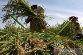 Pemerintah bidik pasar ritel Arab Saudi usai ekspor beras haji