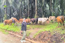 Pemprov Kalsel perkuat program swasembada daging