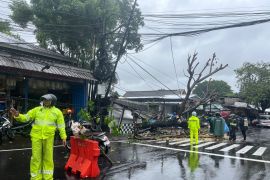 Ini sederet gambaran banjir di Bali, termasuk beberapa pohon tumbang yang halangi jalan