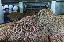 Usaha kulit kayu manis manis mulai pulih pascabencana