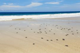 DPRD: Pelestarian penyu hijau Sukabumi terancam karena krisis listrik