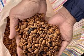 Balada Kopi Gayo, terjepit bencana dan diintai krisis iklim