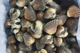 Karantina Sultra fasilitasi ekspor 560 kg kerang dara menuju Thailand