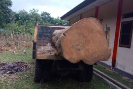 Kemenhut tetapkan tersangka pembalakan liar di Cagar Alam Napabalano