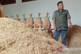 Pemkab Cianjur menjaga ketersediaan bibit Pandanwangi di lahan 5 hektare