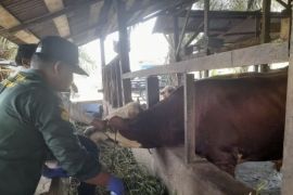 Dinas TPHP Provinsi Jambi siapkan 17.900 dosis vaksin hewan ternak