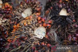 Akurasi 96,77 Persen, PTPN IV Regional III Perkuat Produksi Sawit Berbasis Data