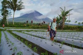 Kementan siapkan aturan Perpres Tata Kelola Pupuk Bersubsidi
