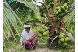 Bali siapkan 17 ribu bibit kelapa genjah dukung produksi arak