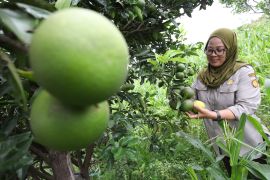 Pohon jeruk terserang kutu putih di Kediri
