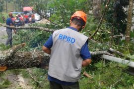 BPBD atasi pohon tumbang tutupi jalan penghubung Malang-Kediri